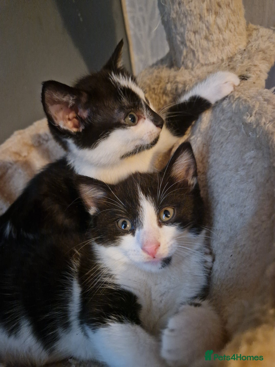 Burmese cats for sale: 4 kittens in need of forever homes!! - Advert 5