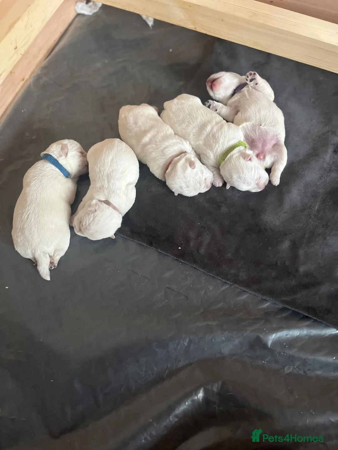 West Highland Terrier dogs for sale: West Highland White Terrier  in Leyland - Advert 2