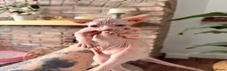 Sphynx cats for sale: Beautiful Sphynx kittens  - Advert 6