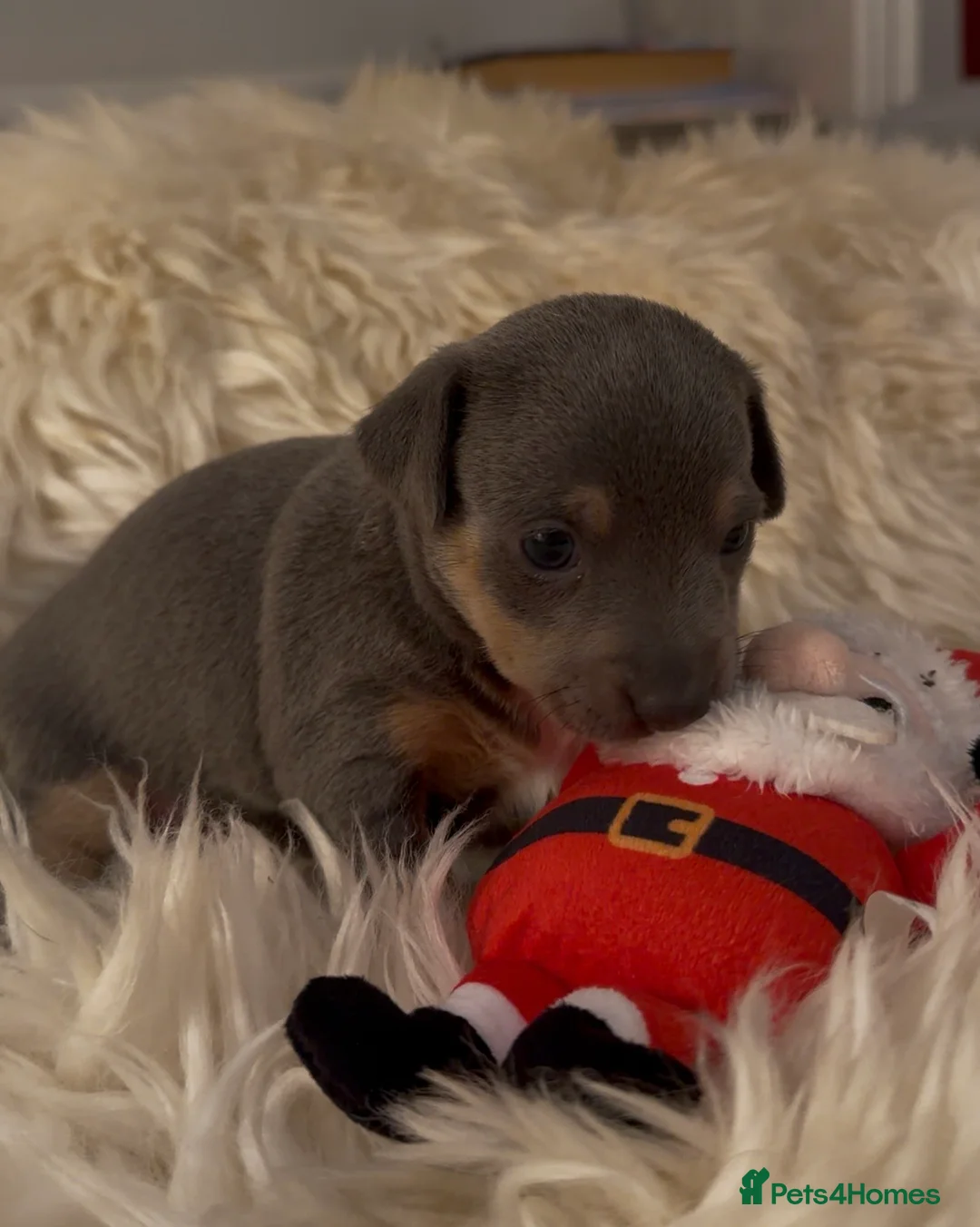 Jack Russell dogs for sale: Perfect Blue and Blue Merle Jack Russell Puppies - Advert 9