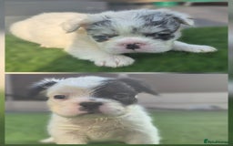 French Bulldog dogs for sale: FRENCHYS Kc from £2500 fluffy, Pink carriers - Image 20