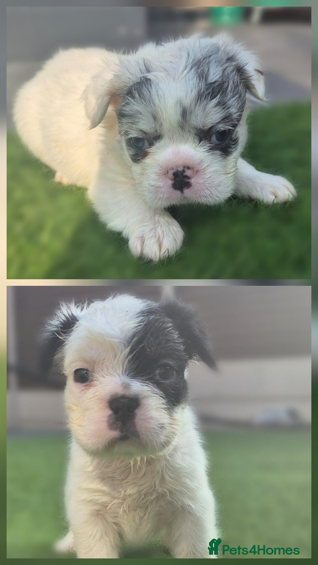French Bulldog dogs for sale: FRENCHYS Kc from £2500 fluffy, Pink carriers - Image 20