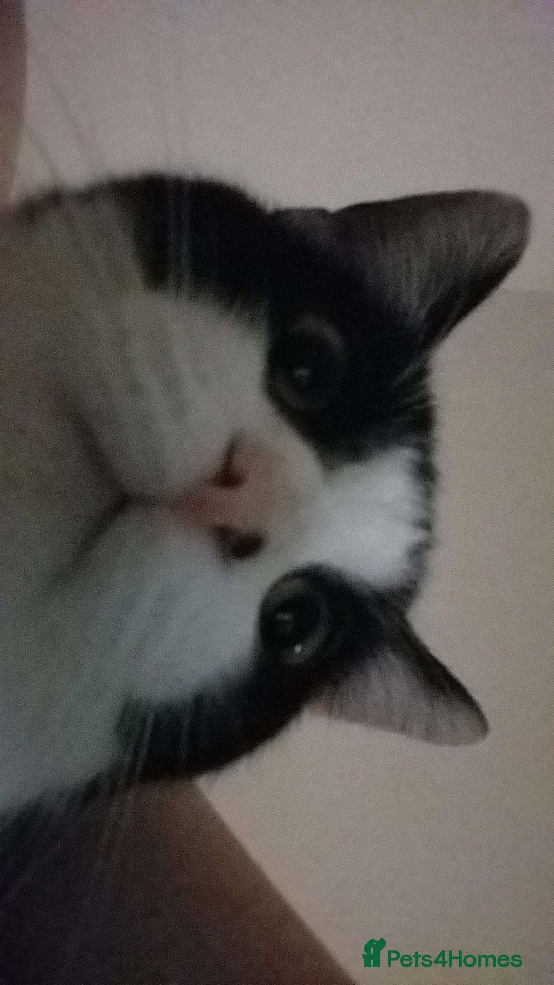 Domestic Shorthair cats for sale: Matches  - Advert 7