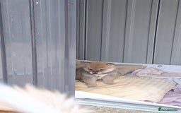 Japanese Shiba Inu dogs for sale: Fluffy authentic Shiba Inu puppies for sale  - Image 9