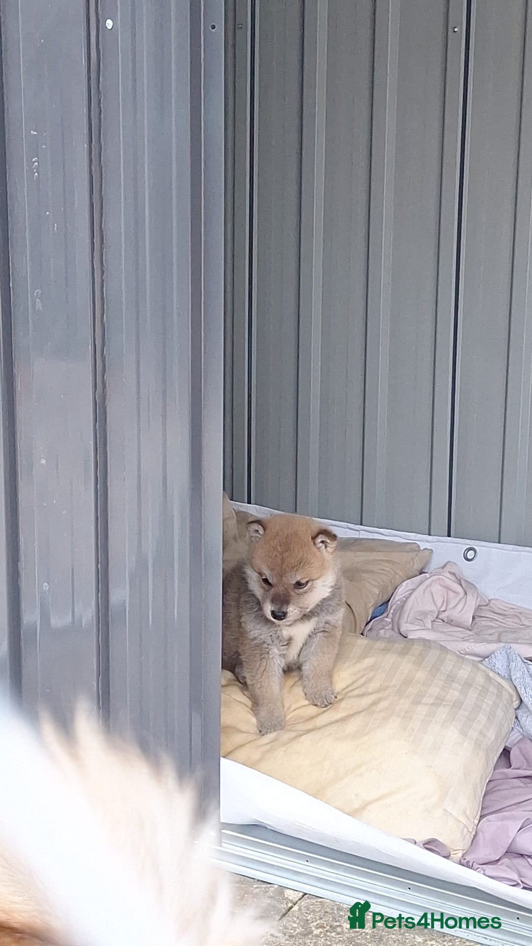Japanese Shiba Inu dogs for sale: Fluffy authentic Shiba Inu puppies for sale  - Image 9