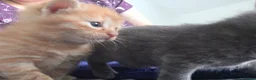 Mixed Breed cats for sale: 3 beautiful playful kittens for sale. - Advert 10