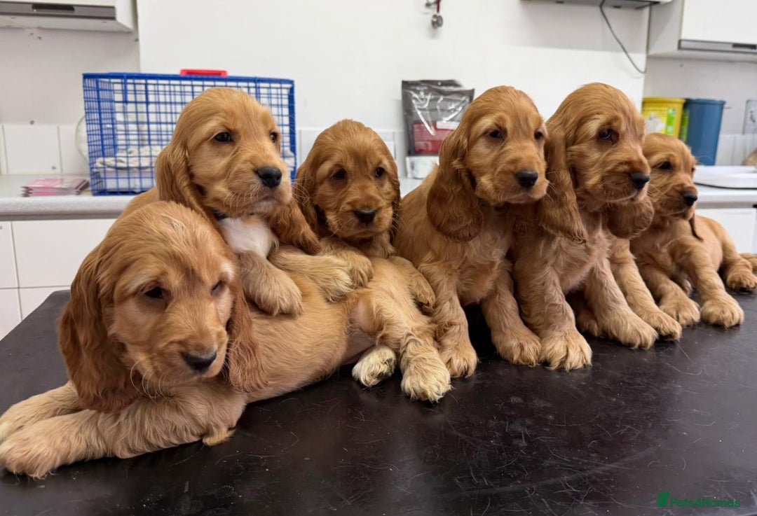 Cocker Spaniel dogs for stud: GOLDEN Show Cocker Pedigree Stud KC/BVA Tested in Bradford-on-Avon - Advert 19