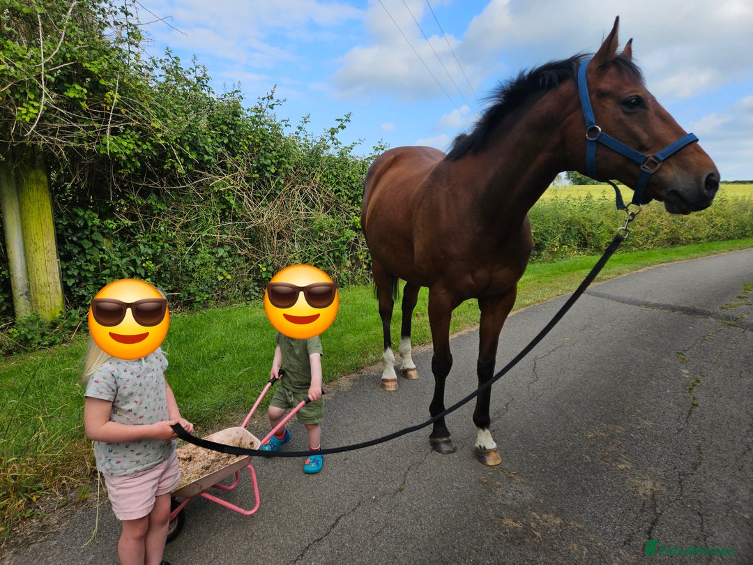 Other Breed horses for sale: 15.1 Welsh x thoroughbred  - Image 11