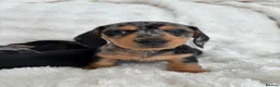 Miniature Dachshund dogs for sale: Miniature Dacshund’s  - Advert 22