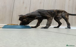 Mixed Breed dogs for adoption: 💙🐶 MILO 🐶💙 - Image 2