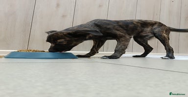 Mixed Breed dogs - Advert 11