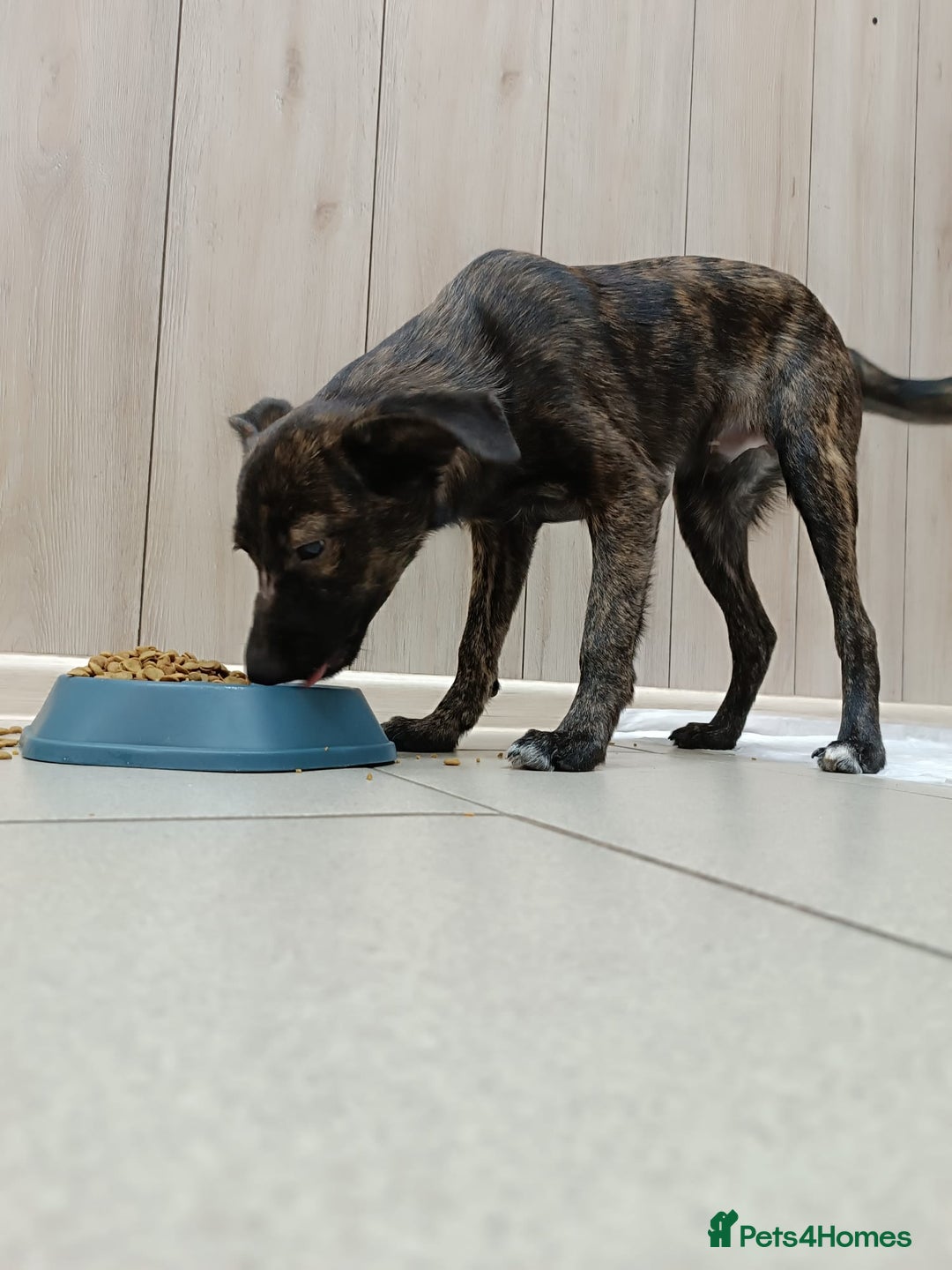 Mixed Breed dogs for adoption: 💙🐶 MILO 🐶💙 - Image 2