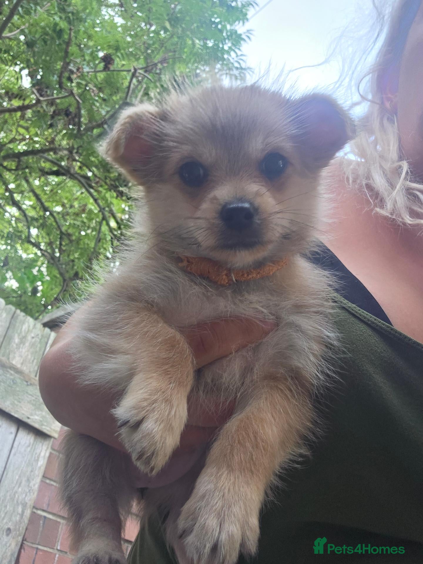 Mixed Breed dogs Yorkie/pomeranian  puppies - Advert 2
