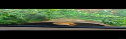 Leopard Gecko reptiles for sale: Rainforest albino leapord gecko and vivarium  in Louth - Advert 2
