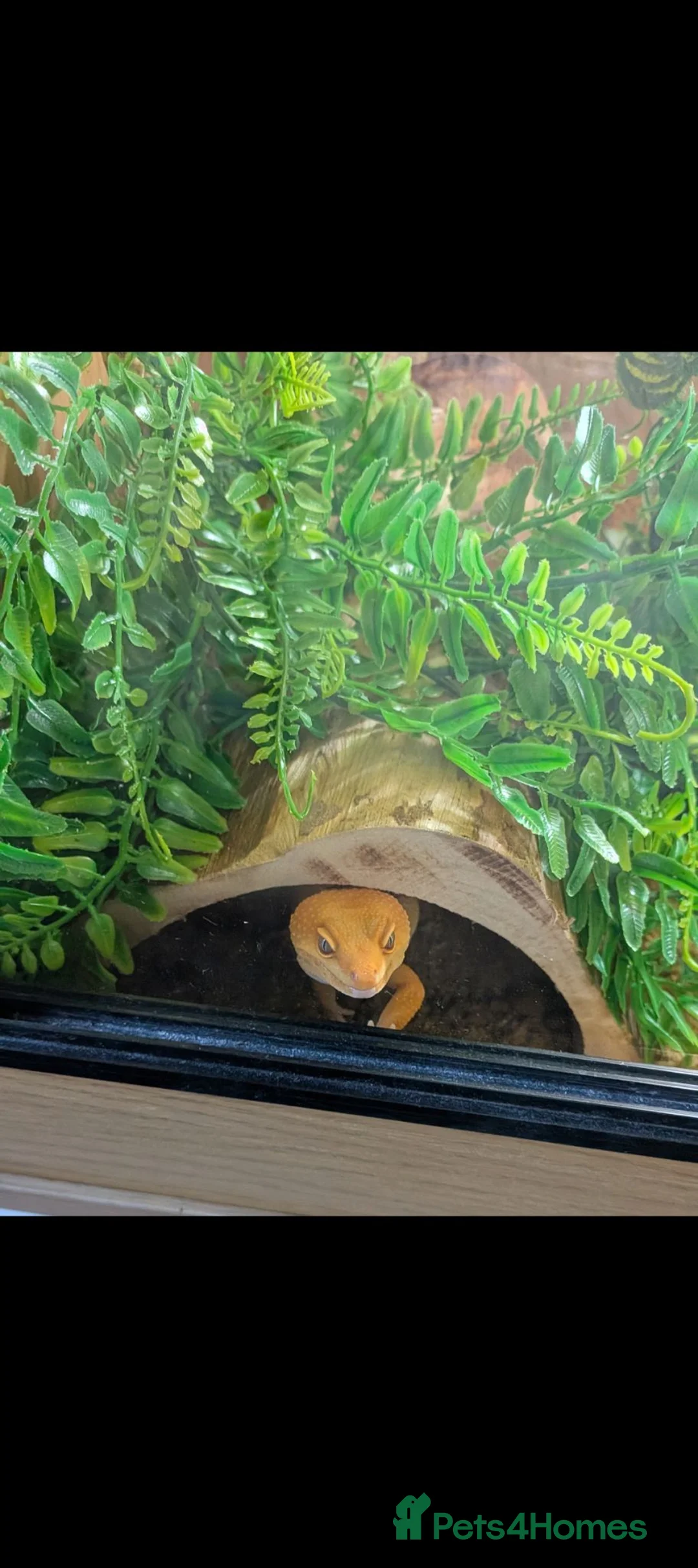 Leopard Gecko reptiles for sale: Rainforest albino leapord gecko and vivarium  in Louth - Advert 2