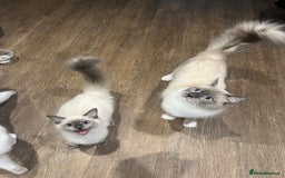 Ragdoll cats for sale: Ragdoll kitten - Image 5