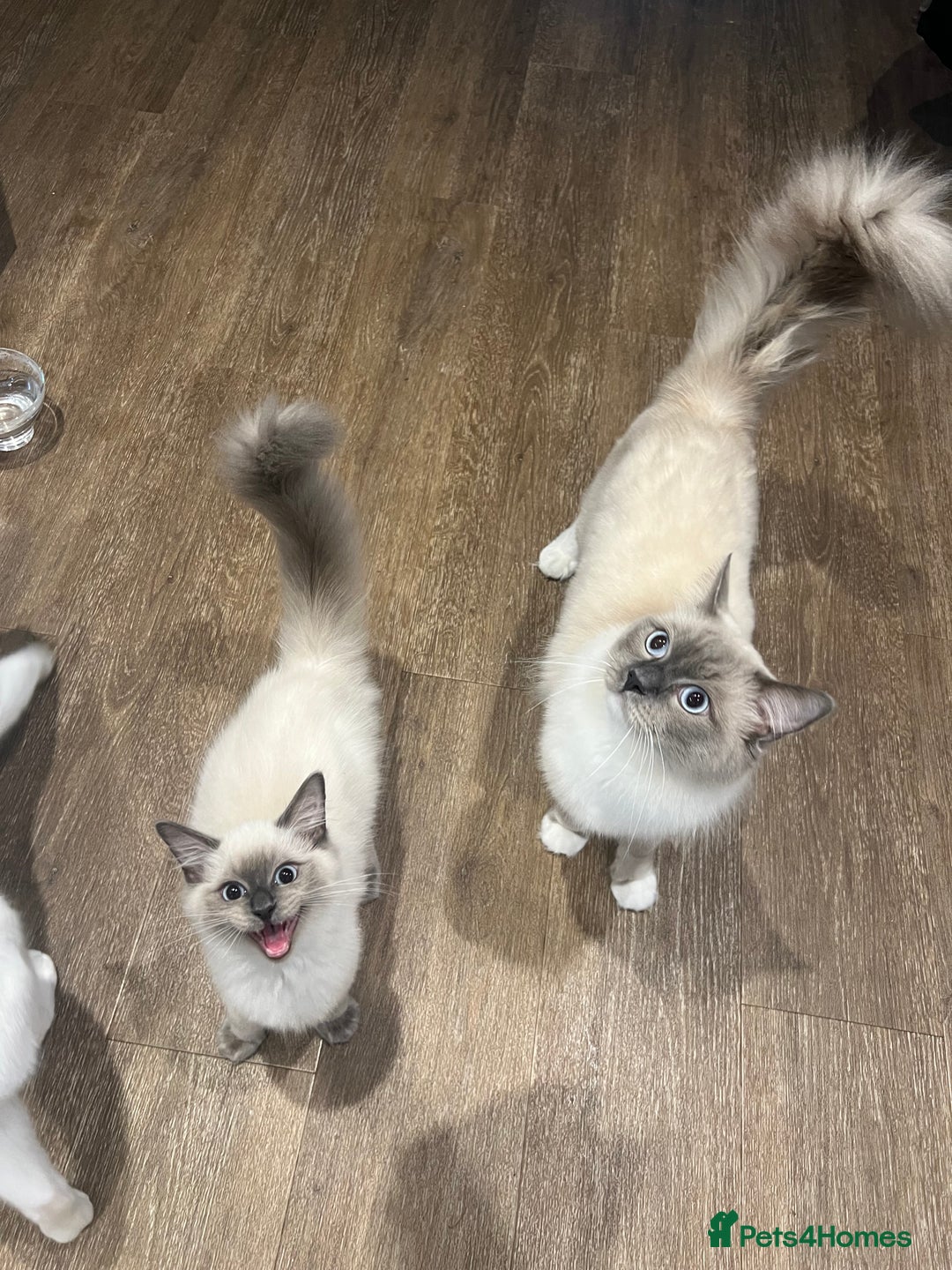 Ragdoll cats for sale: Ragdoll kitten - Image 5