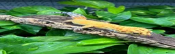 Leopard Gecko reptiles for sale: Leopard Geckos at Urban Exotics  - Advert 1