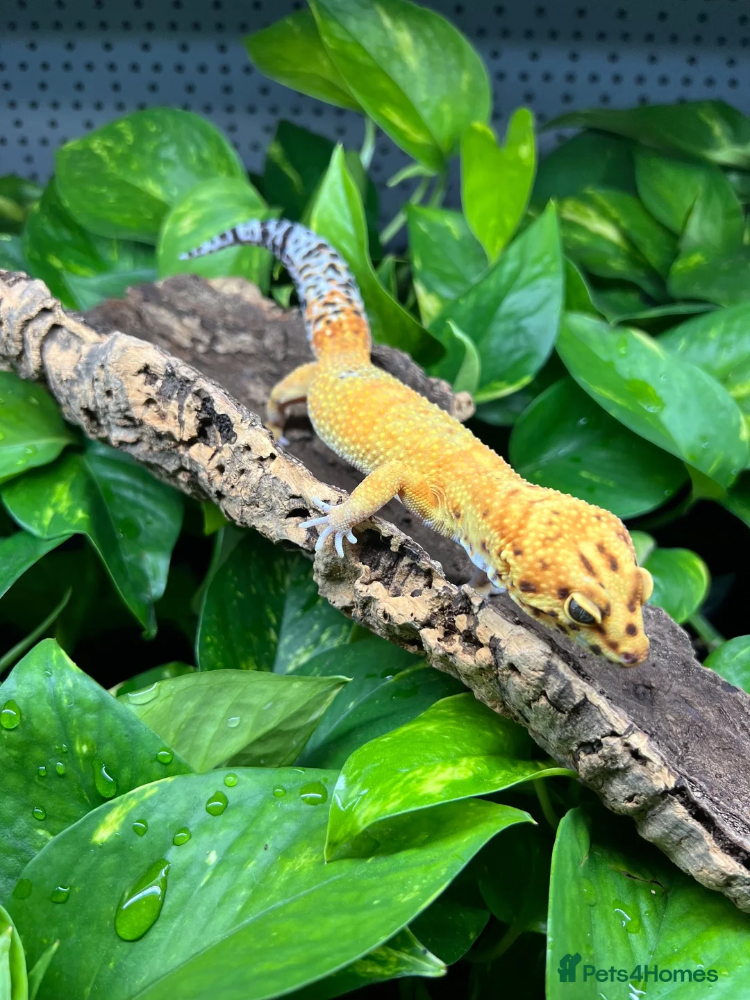 Leopard Gecko reptiles for sale: Leopard Geckos at Urban Exotics  - Advert 1