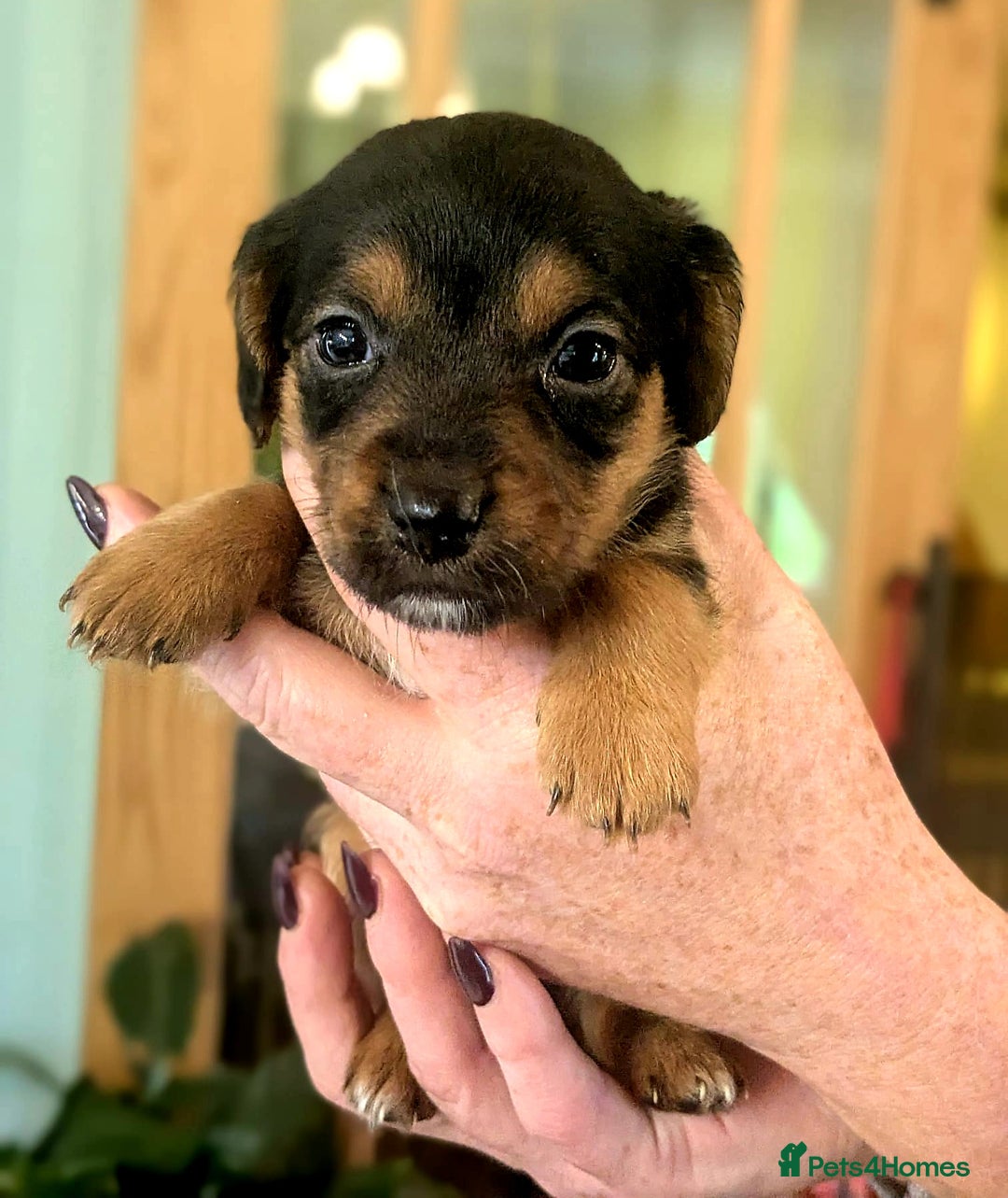 Mixed Breed dogs for sale: Jack Russel Pups in Machynlleth - Image 19