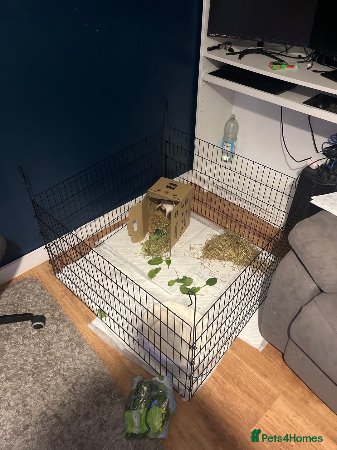 Guinea Pig rodents for sale: Two beautiful guinea pigs.  - Advert 2