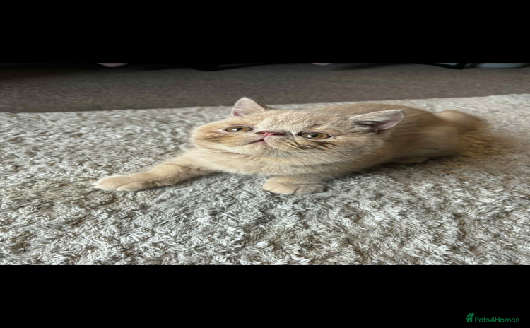 Persian cats - Advert 4