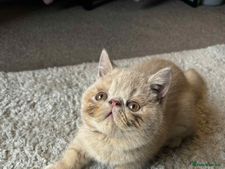 Persian cats - Advert 4