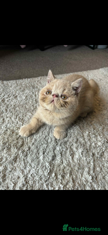 Persian cats - Advert 4
