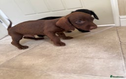 Doxiepoo dogs for sale: Daxi poos - Image 5