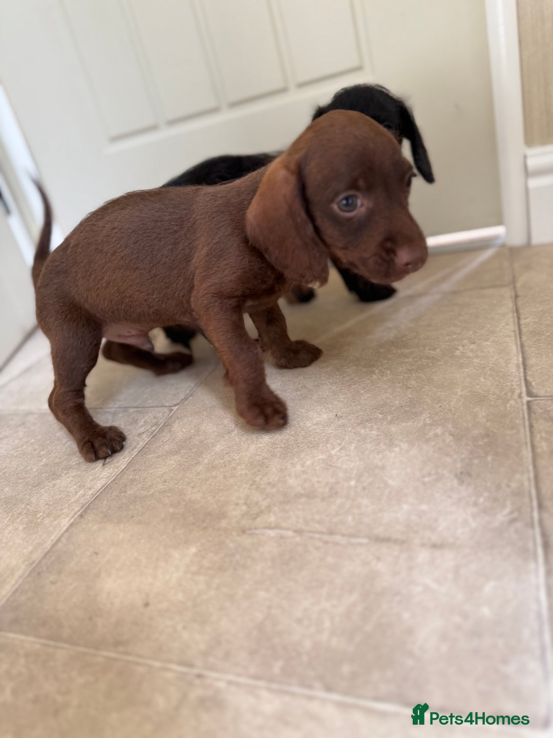 Doxiepoo dogs for sale: Daxi poos - Image 5