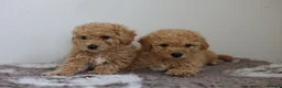 Cavapoo dogs for sale: Cavapoo Puppies  - Advert 6