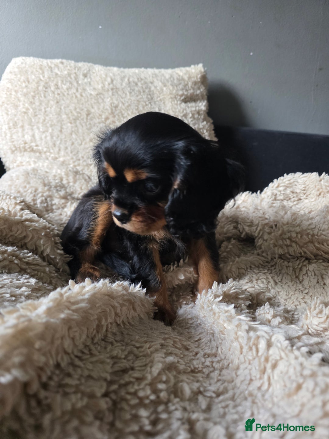Cavalier King Charles Spaniel dogs for sale: KC Cavalier pupies - Advert 8