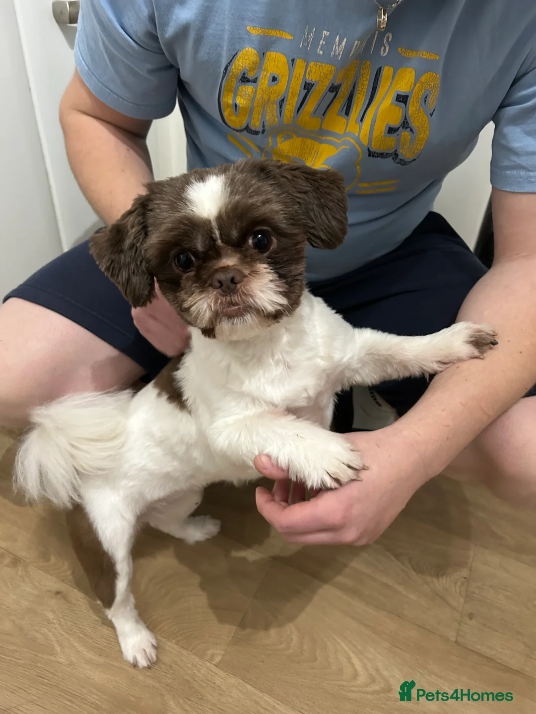 Shih Tzu dogs for sale: Coco  - Advert 2