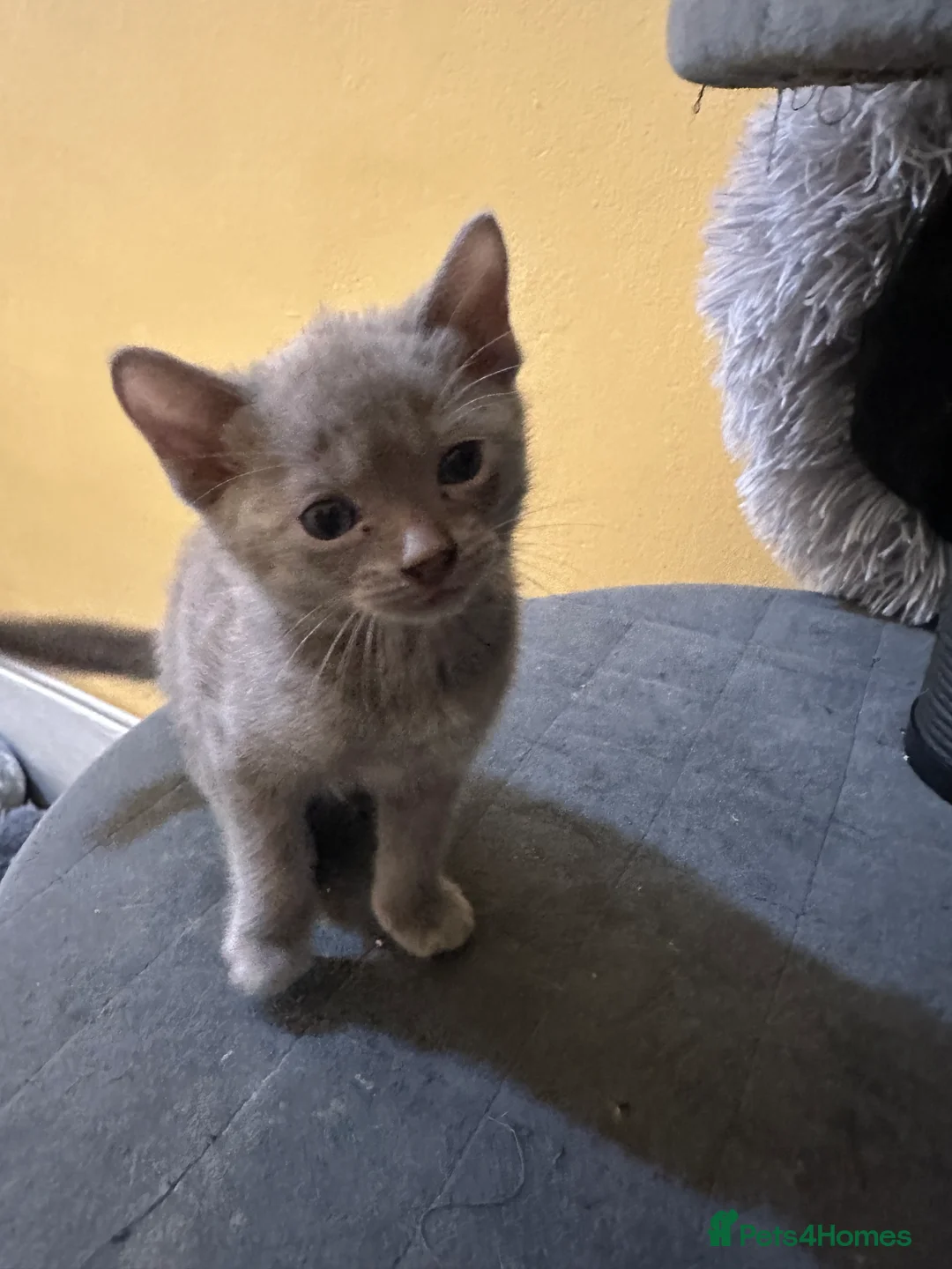 Bengal cats for sale: 2 Smokey Blue Male Bengals 1 Female Tanny - Advert 4