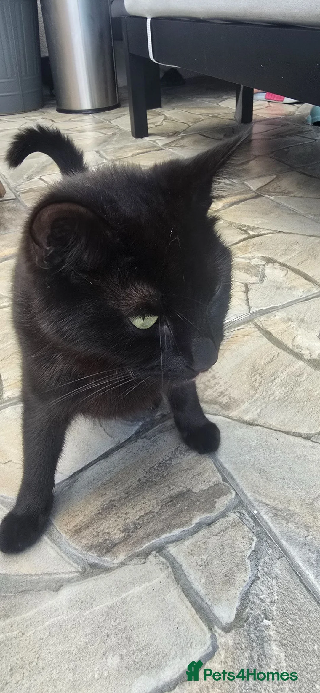 Mixed Breed cats for sale: Female kittens  in Romford - Advert 2