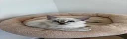 Ragdoll cats for sale: Ragdoll girl for sale x  - Advert 9