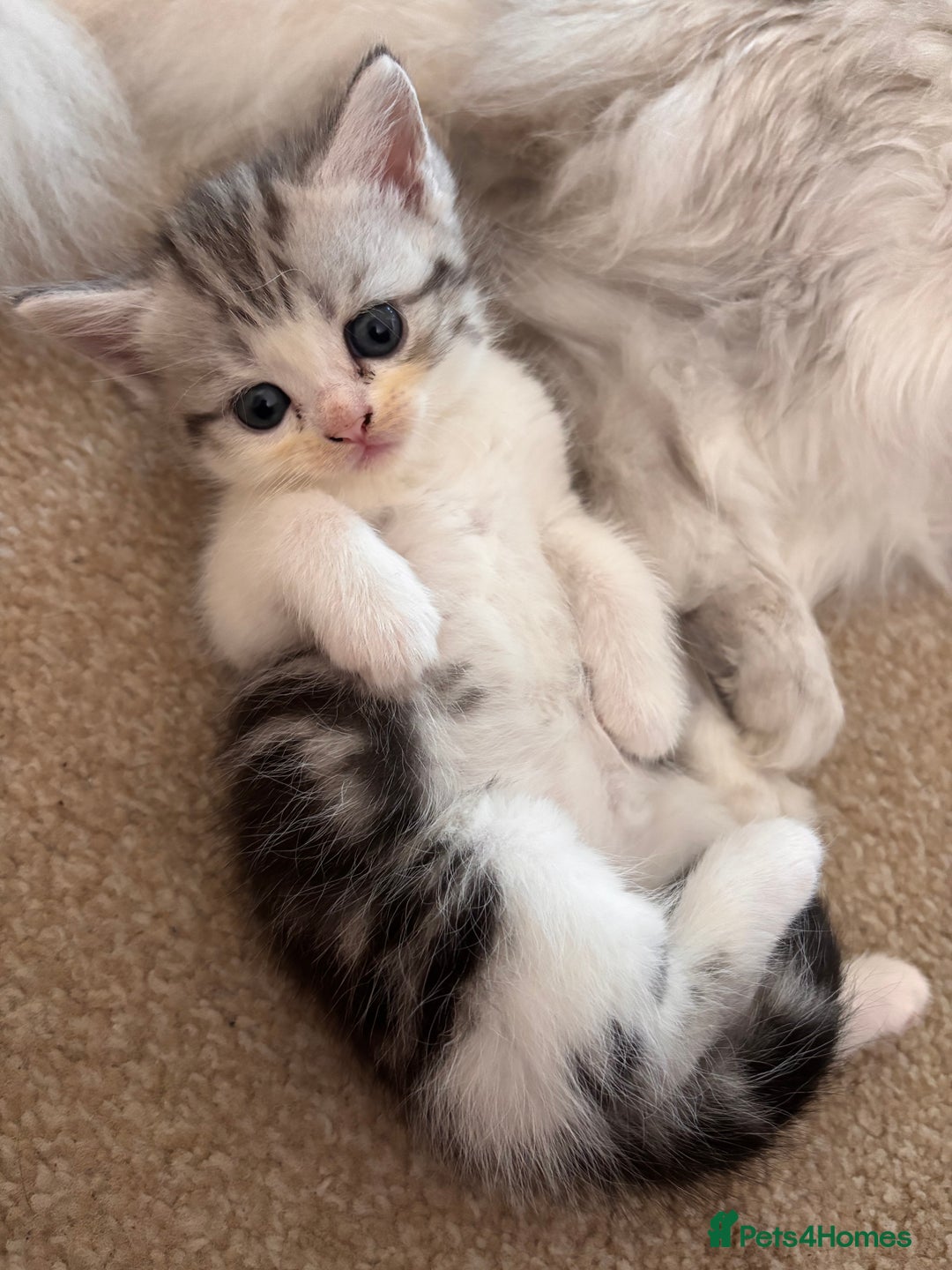 Persian cats for sale: SOLD  in Leeds - Image 4