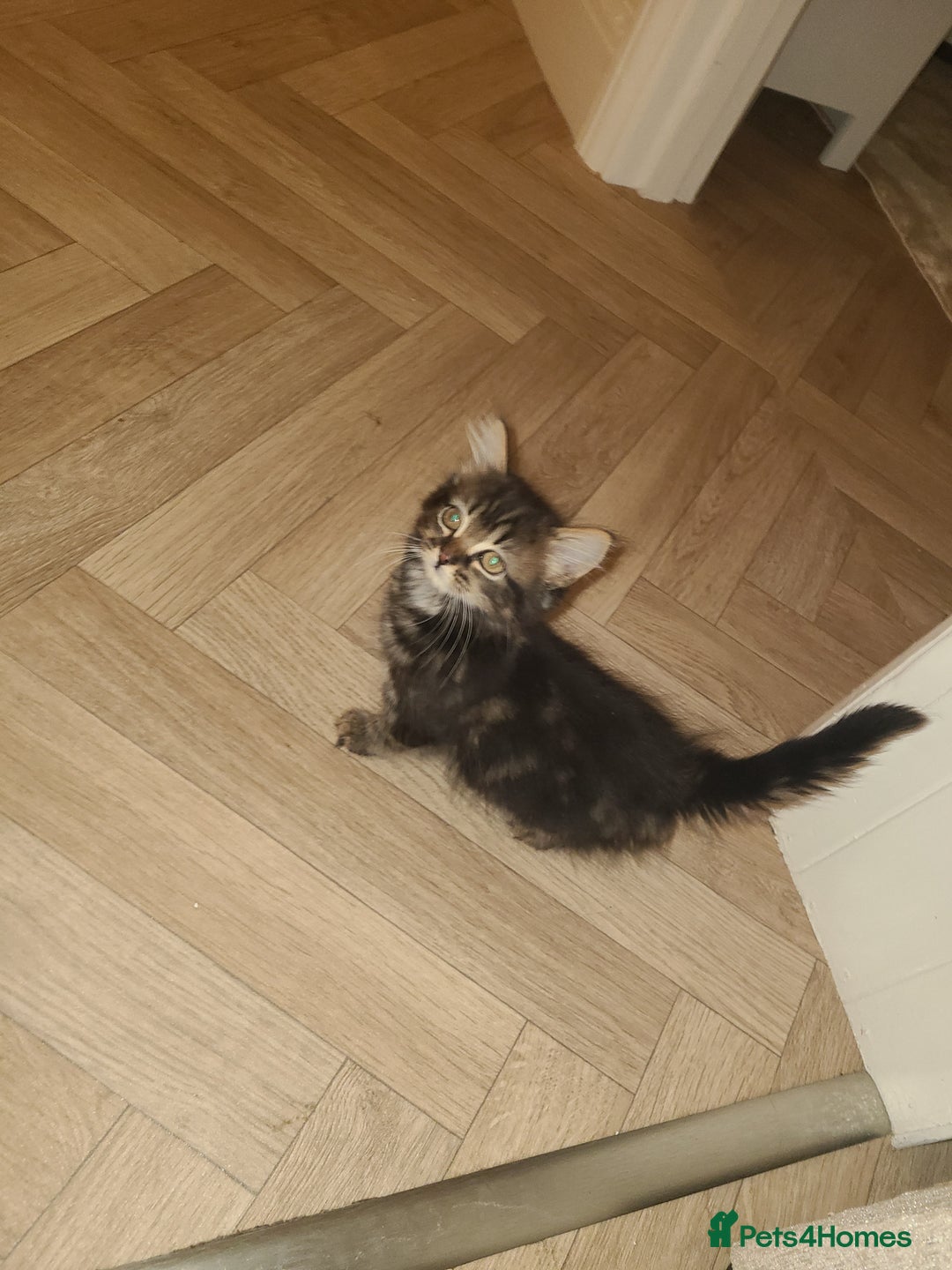 Mixed Breed cats for sale: Maincoon x tabby kittens  - Advert 3