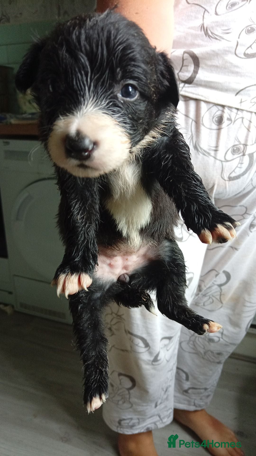 Border Collie dogs Border collie pups with charicter - Advert 1