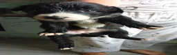 Border Collie dogs for sale: Border collie pups with charicter in Ilkley - Advert 1