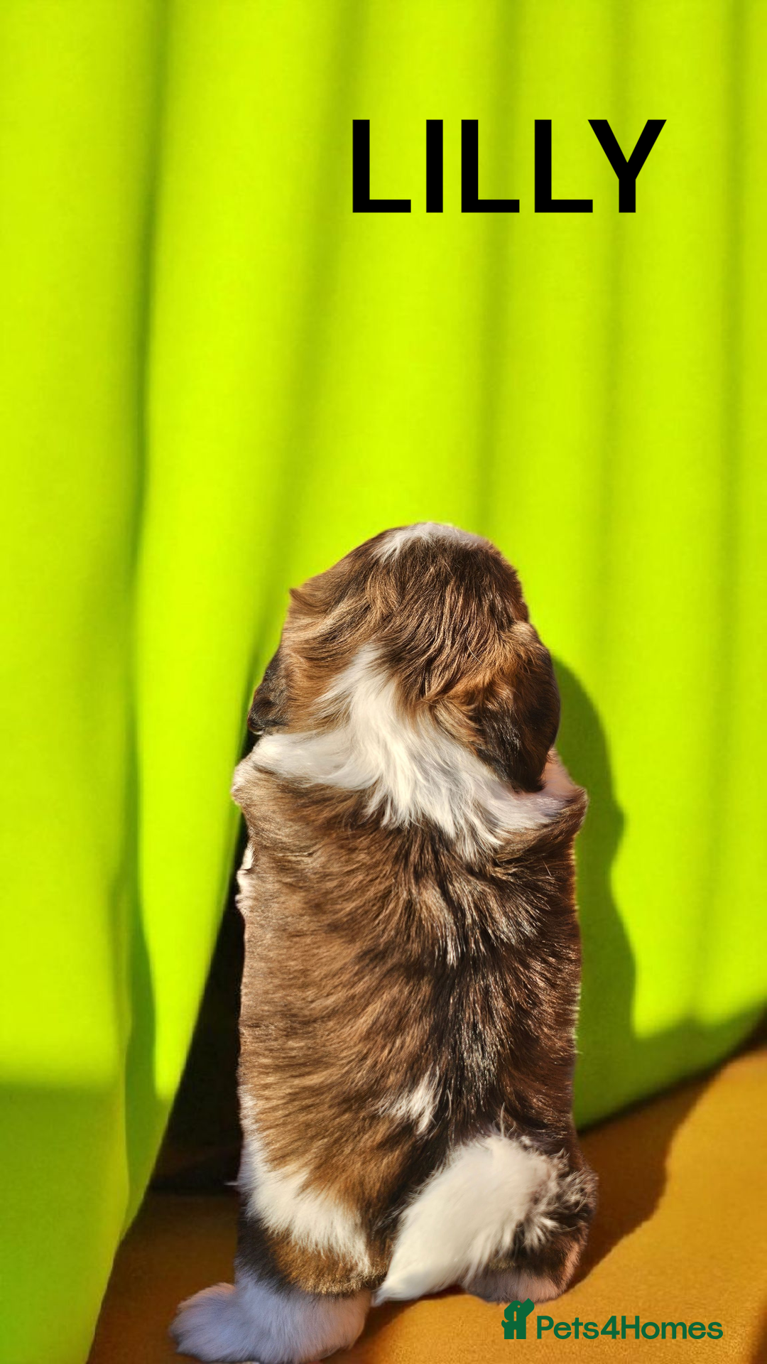 Shih Tzu dogs for sale: 💕🐶💕 STUNNING SHIH TZU 💕🐶💕 - Image 27