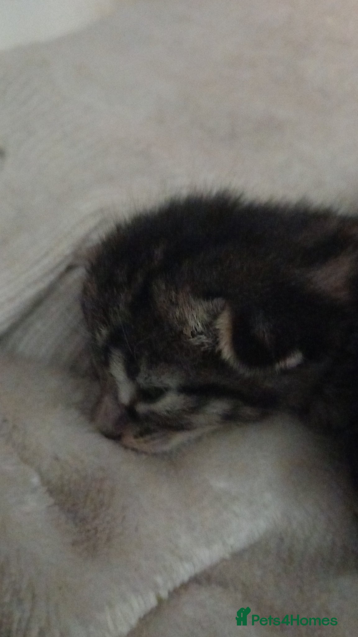 Mixed Breed cats 8 kittens available  - Advert 2