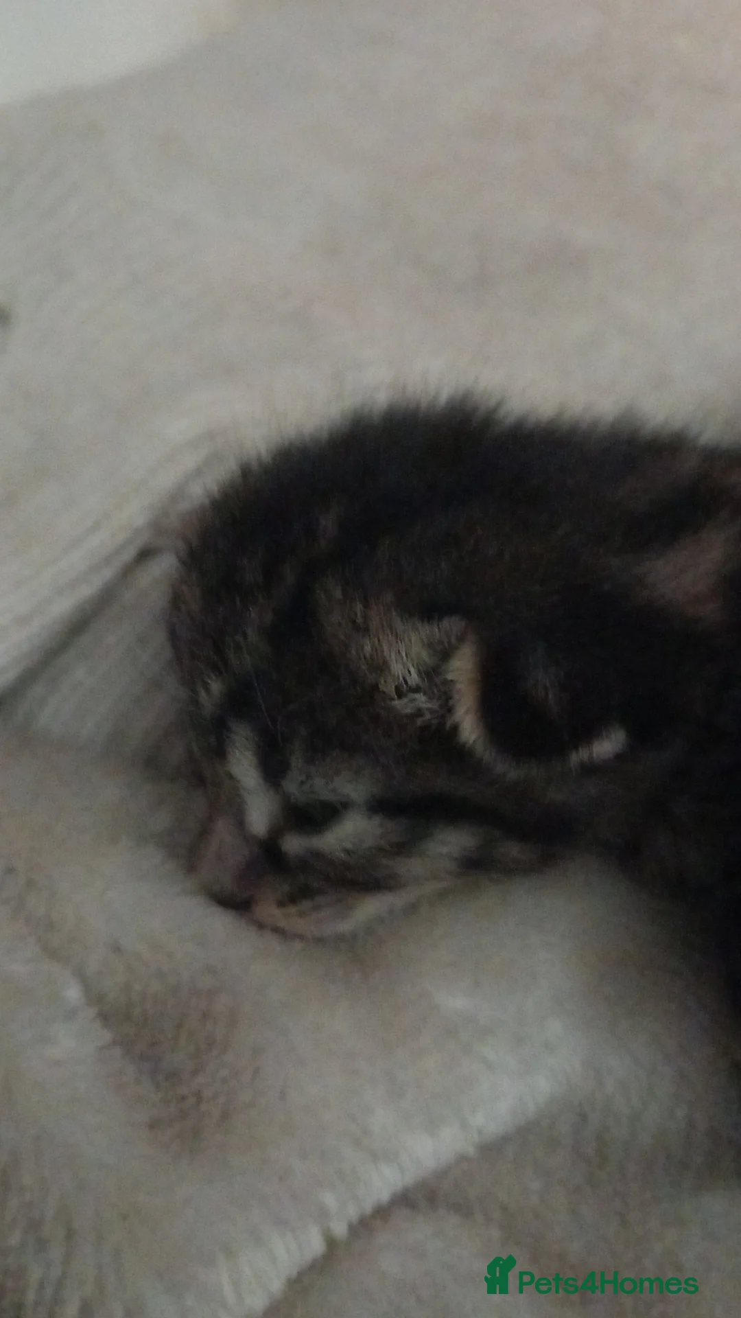 Mixed Breed cats for sale: 8 kittens available  - Advert 1