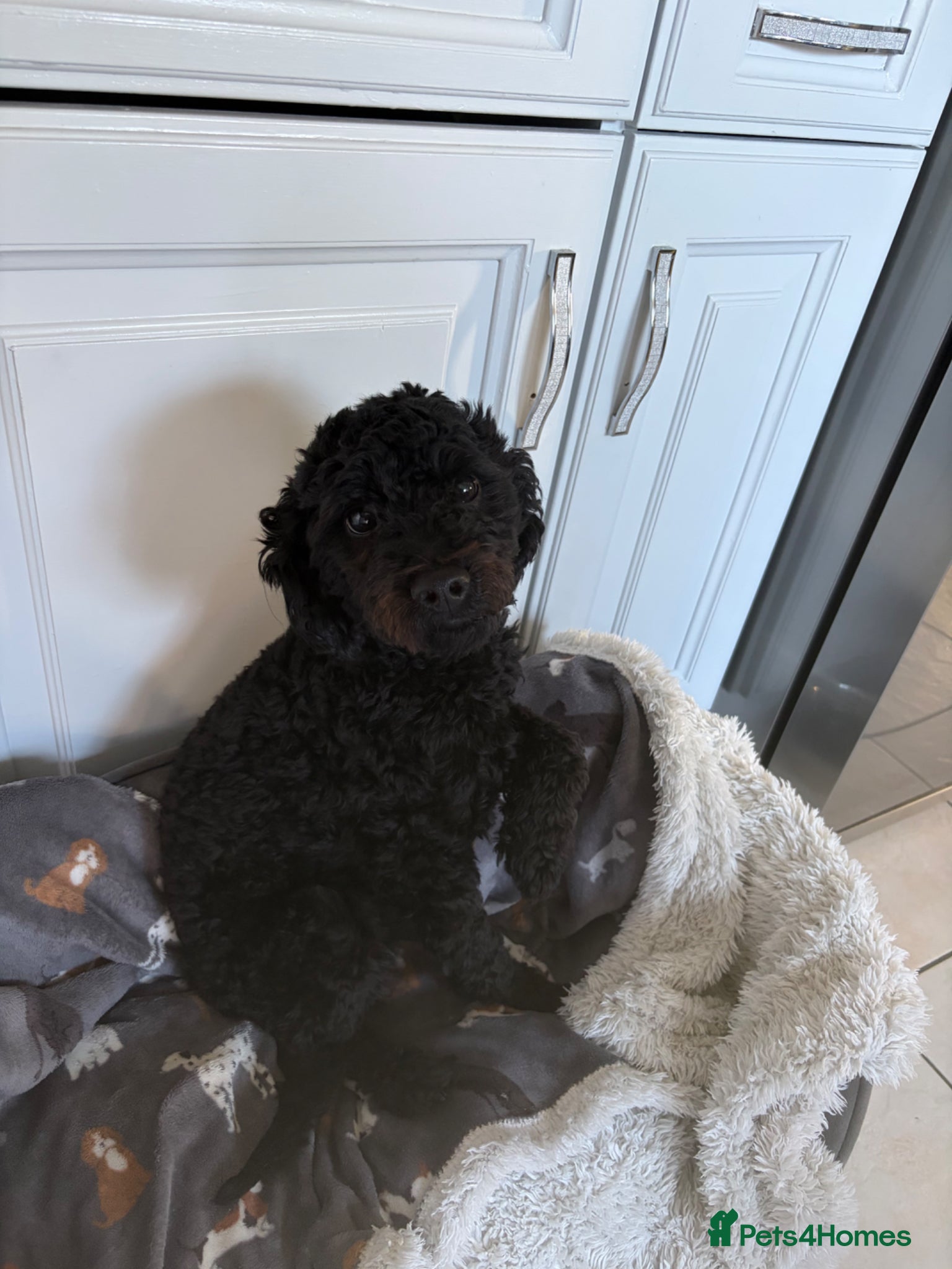 Cockapoo dogs for sale: Teddy 1 year old boy cockerpoo in Clacton-on-Sea - Advert 3