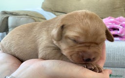 Labrador Retriever dogs for sale: Beautiful KC reg Labrador puppies - Image 7
