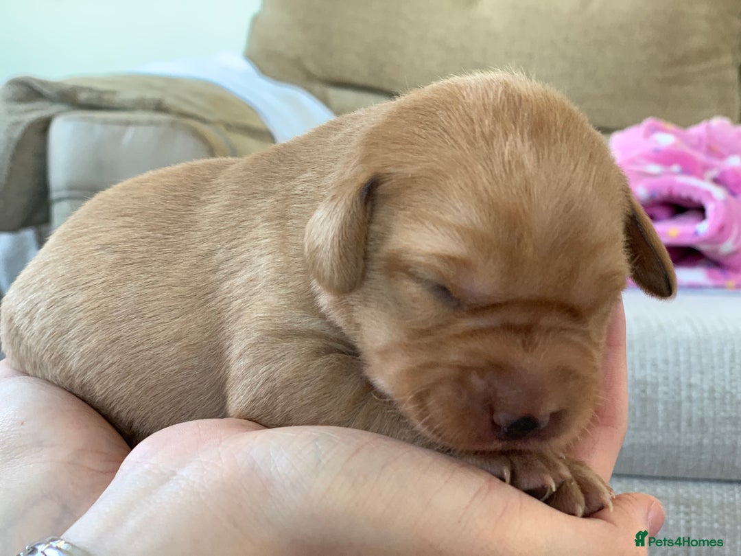Labrador Retriever dogs for sale: Beautiful KC reg Labrador puppies - Image 7