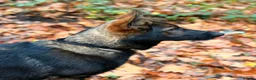 German Shepherd dogs for sale: Exceptional Czech German Shepherd WorkingLine Pups - Advert 2