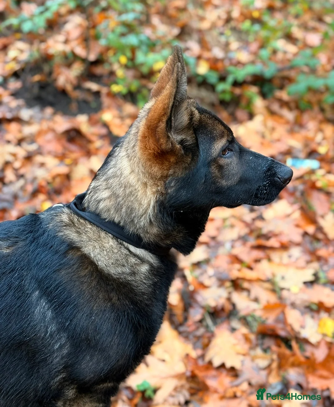 German Shepherd dogs for sale: Exceptional Czech German Shepherd WorkingLine Pups - Advert 2