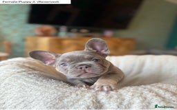 French Bulldog dogs for sale: KC Registered French Bulldog puppies for sale - Image 4