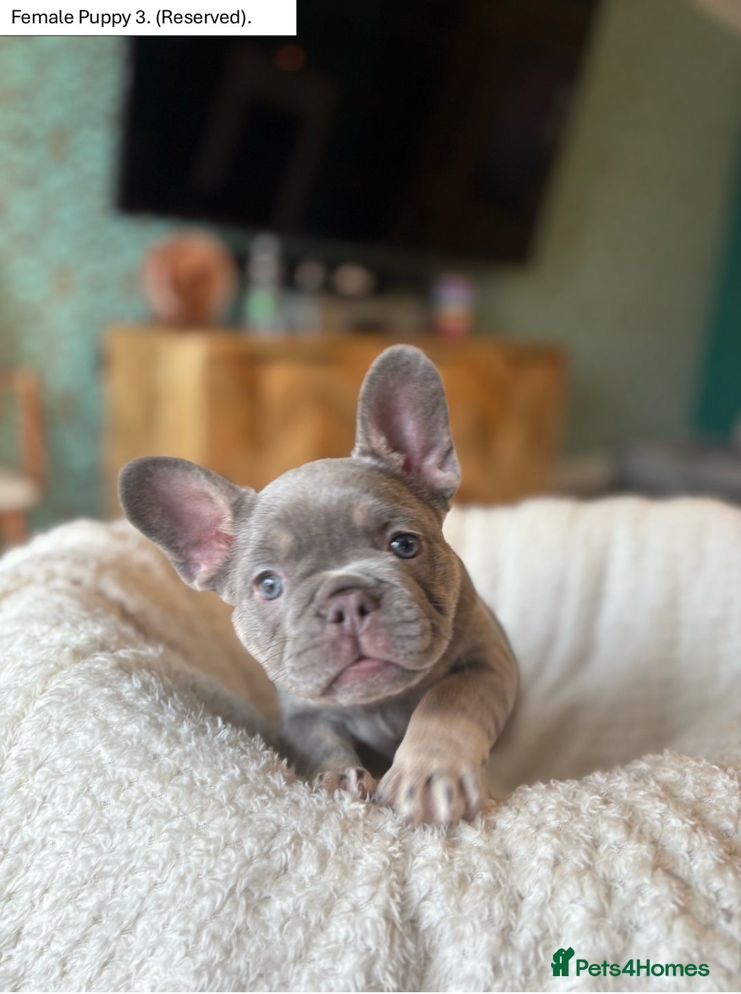 French Bulldog dogs for sale: KC Registered French Bulldog puppies for sale - Image 4